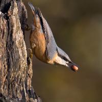 Nuthatch 2 